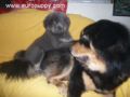 Bimpa - Tibetan Mastiff, Euro Puppy review from China