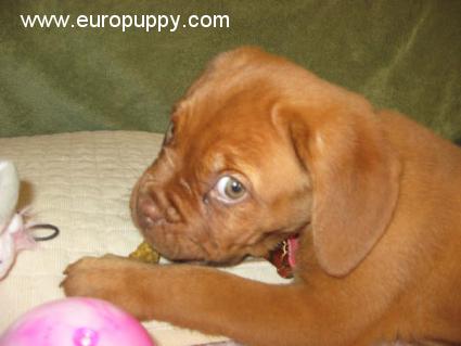 Fiona - Dogo de Burdeos, Referencias de Euro Puppy desde United States