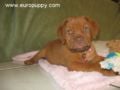 Fiona - Dogue de Bordeaux, Euro Puppy review from United States