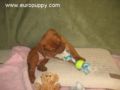 Fiona - Dogue de Bordeaux, Euro Puppy review from United States