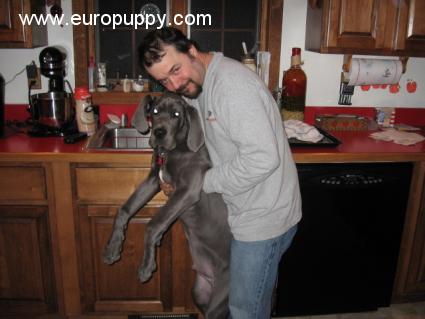 Brutus - Deutsche Dogge, Euro Puppy review from United States