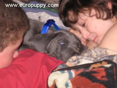 Brutus - Deutsche Dogge, Euro Puppy review from United States