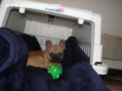 Sanyi - Bulldog Francés, Euro Puppy review from Egypt