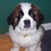 Bearon von Meatloaf - Saint Bernard, Euro Puppy review from United States