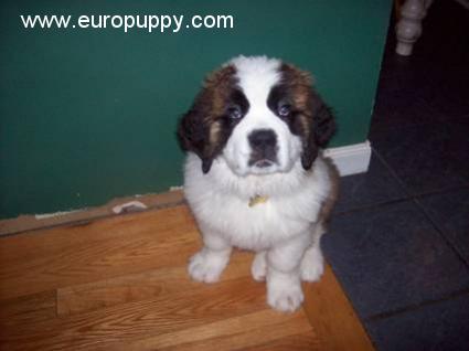 Bearon von Meatloaf - Saint Bernard, Euro Puppy review from United States