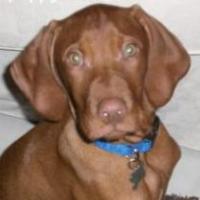 Cooper - Hungarian Vizsla, Euro Puppy review from Germany