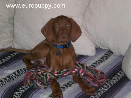 Cooper - Hungarian Vizsla, Euro Puppy review from Germany