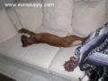 Cooper - Magyar Vizsla, Euro Puppy review from Germany