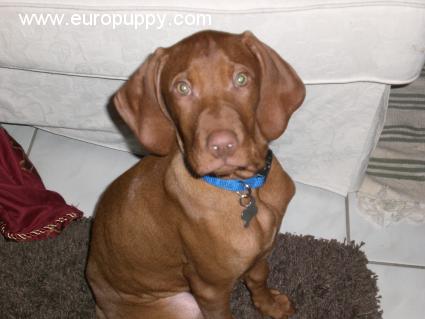 Cooper - Hungarian Vizsla, Euro Puppy review from Germany