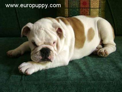 Carina - Bulldogge, Euro Puppy review from India