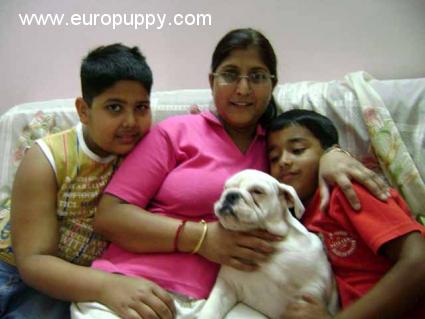 Carina - Bulldog, Referencias de Euro Puppy desde India