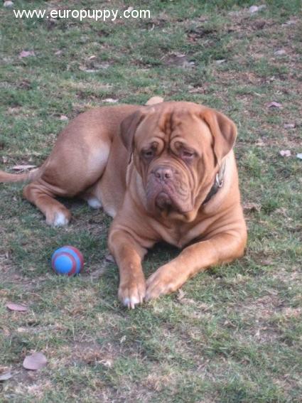 Ginger - Dogue de Bordeaux, Euro Puppy review from United States