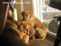 Ginger - Dogue de Bordeaux, Euro Puppy Referenzen aus United States
