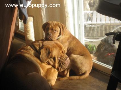 Ginger - Dogue de Bordeaux, Euro Puppy Referenzen aus United States