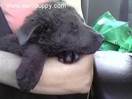 Mopar - Mudi, Euro Puppy review from United States