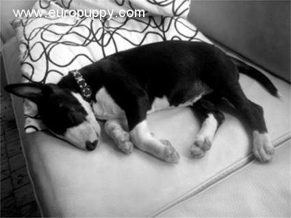 Irina - Bull Terrier, Euro Puppy review from Finland