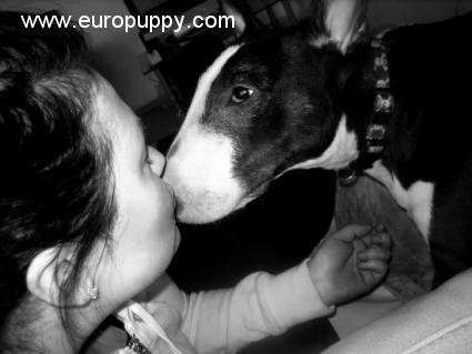 Irina - Bull Terrier, Euro Puppy review from Finland