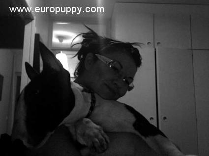 Irina - Bullterrier, Euro Puppy review from Finland