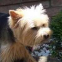 Zoe - Norwich Terrier, Euro Puppy review from United States