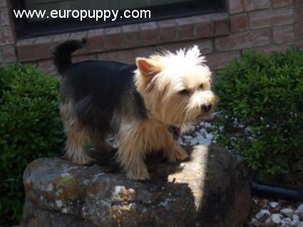 Zoe - Norwich Terrier, Euro Puppy review from United States