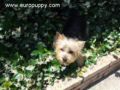 Zoe - Terrier de Norwich, Euro Puppy review from United States