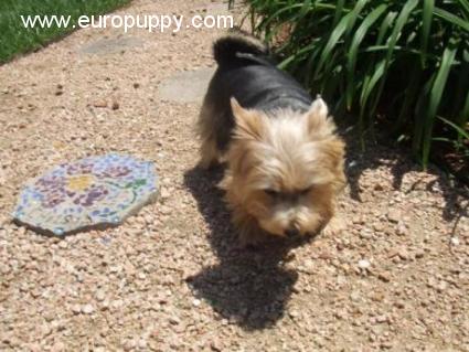 Zoe - Terrier de Norwich, Euro Puppy review from United States