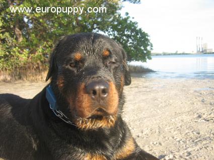Troy - Rottweiler, Euro Puppy Referenzen aus United States