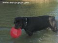 Troy - Rottweiler, Euro Puppy Referenzen aus United States