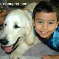 Turzo - Golden Retriever, Referencias de Euro Puppy desde United Arab Emirates