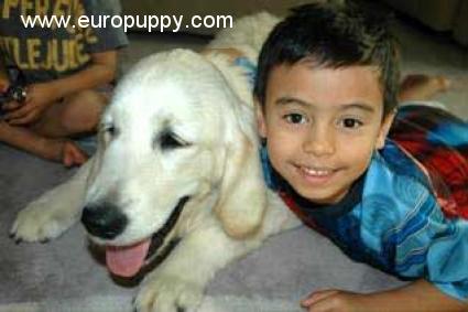 Turzo - Golden Retriever, Euro Puppy Referenzen aus United Arab Emirates