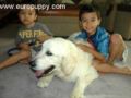 Turzo - Golden Retriever, Euro Puppy Referenzen aus United Arab Emirates