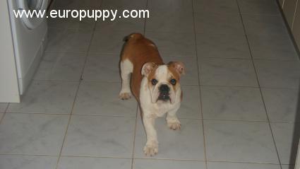 Busby - Bulldogge, Euro Puppy review from Cyprus