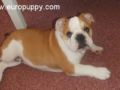 Busby - Bulldog, Euro Puppy review from Cyprus