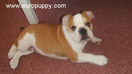Busby - Bulldogge, Euro Puppy review from Cyprus