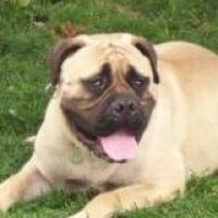 Bedford - Bullmastiff, Euro Puppy review from United States