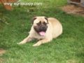 Bedford - Bullmastiff, Euro Puppy review from United States