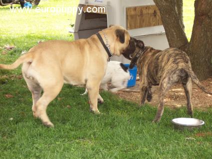Bedford - Bullmastiff, Euro Puppy review from United States