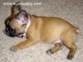 Kahlua - Französische Bulldogge, Euro Puppy review from United States