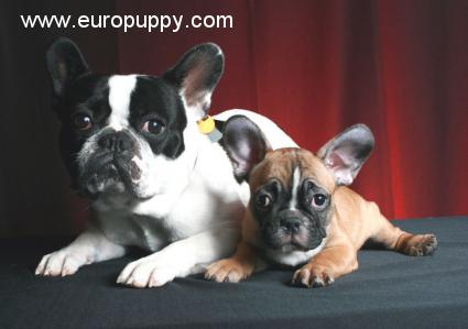 Kahlua - French Bulldog, Euro Puppy review from United States