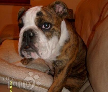 Betsy - Bulldog, Referencias de Euro Puppy desde Germany