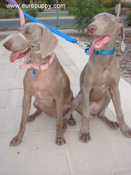 Luca - Weimaraner, Euro Puppy review from United Arab Emirates