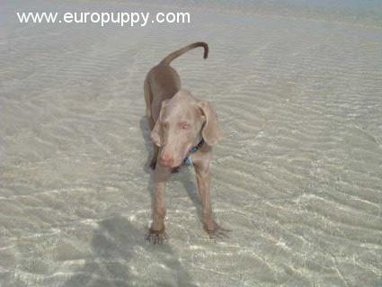 Luca - Weimaraner, Euro Puppy review from United Arab Emirates