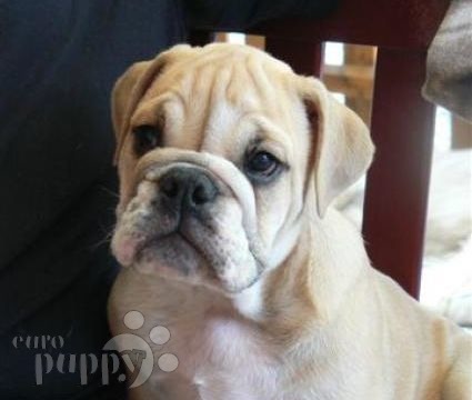 Siren - Bulldog, Referencias de Euro Puppy desde Italy