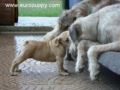 Siren - Bulldog, Referencias de Euro Puppy desde Italy