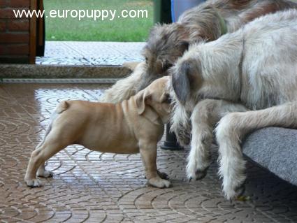 Siren - Bulldogge, Euro Puppy review from Italy