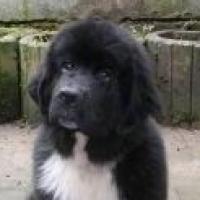 Tzunami - Newfoundland, Euro Puppy review from Germany