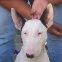 Galy - Bull Terrier, Euro Puppy review from United States