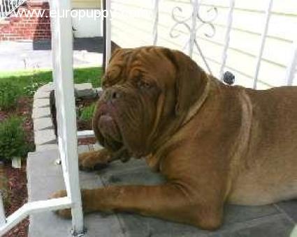 Hooch - Dogue de Bordeaux, Euro Puppy review from United States