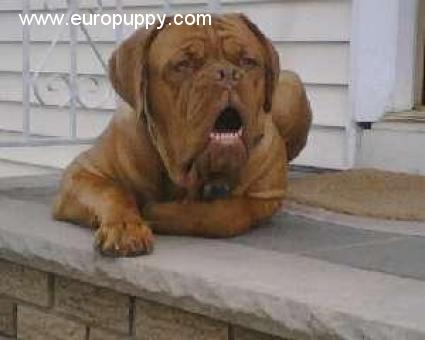 Hooch - Dogue de Bordeaux, Euro Puppy Referenzen aus United States