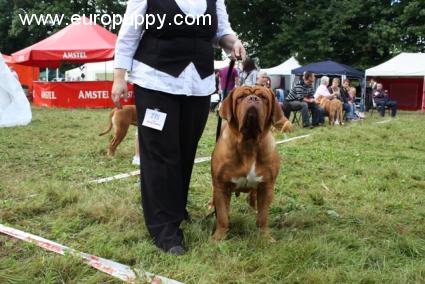 Afra - Dogue de Bordeaux, Euro Puppy review from Norway